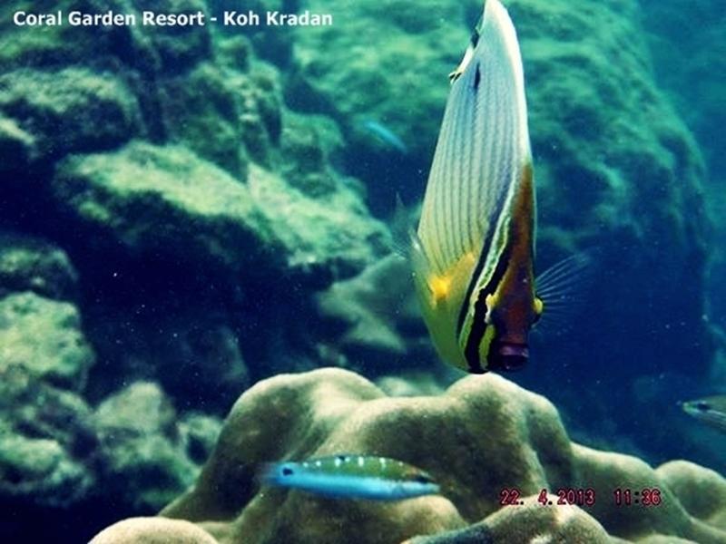 Coral Garden Resort Koh Kradan Luaran gambar