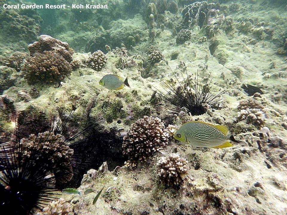 Coral Garden Resort Koh Kradan Luaran gambar
