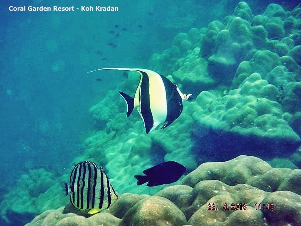 Coral Garden Resort Koh Kradan Luaran gambar