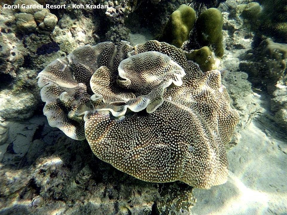 Coral Garden Resort Koh Kradan Luaran gambar